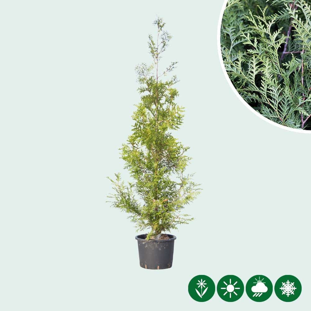 Thuja occidentalis Brabant