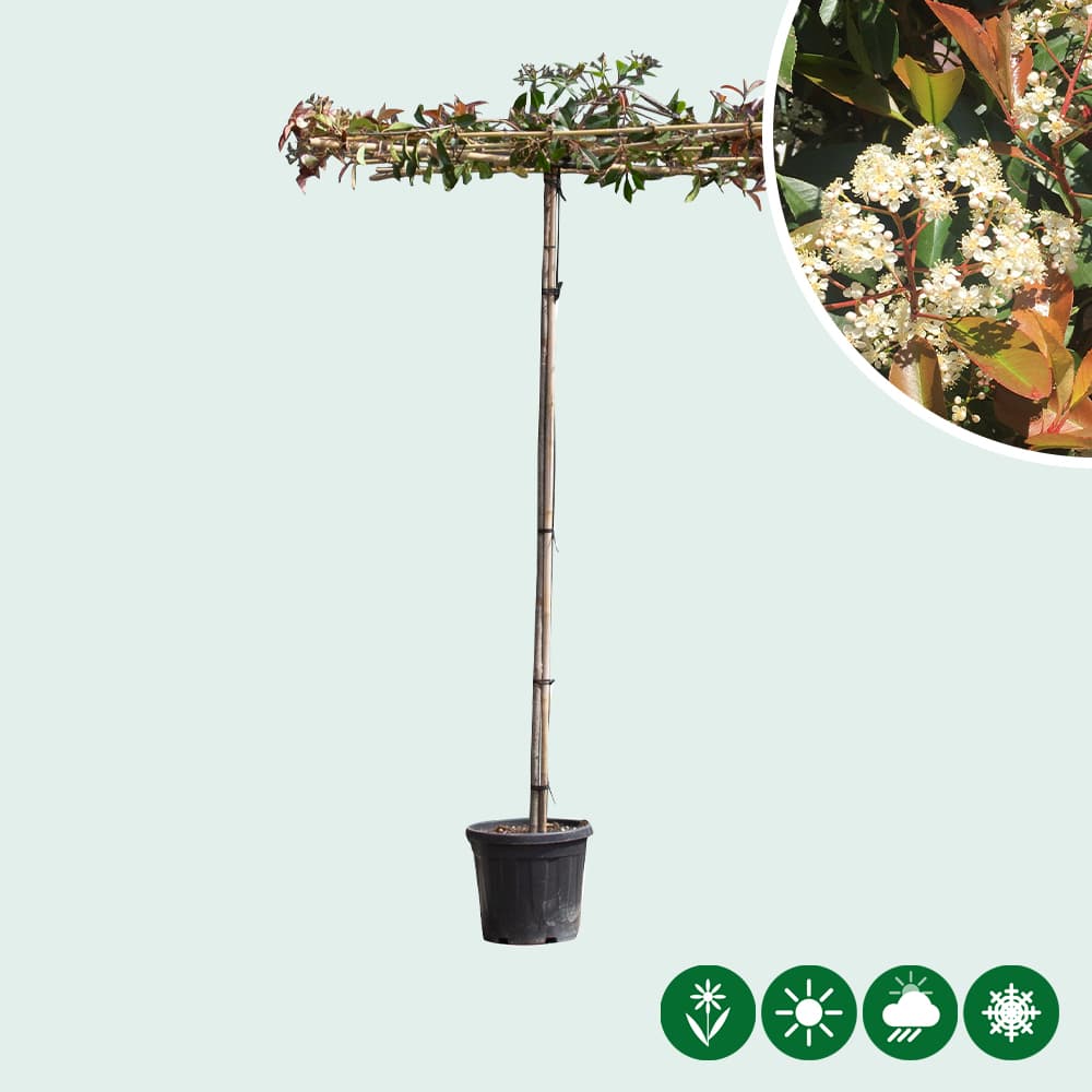 Glanzmispel Dachbaum 2