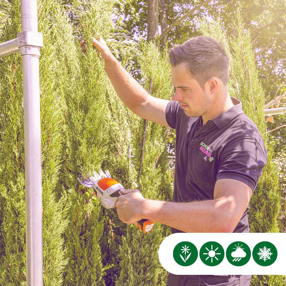 Italienische Zypresse