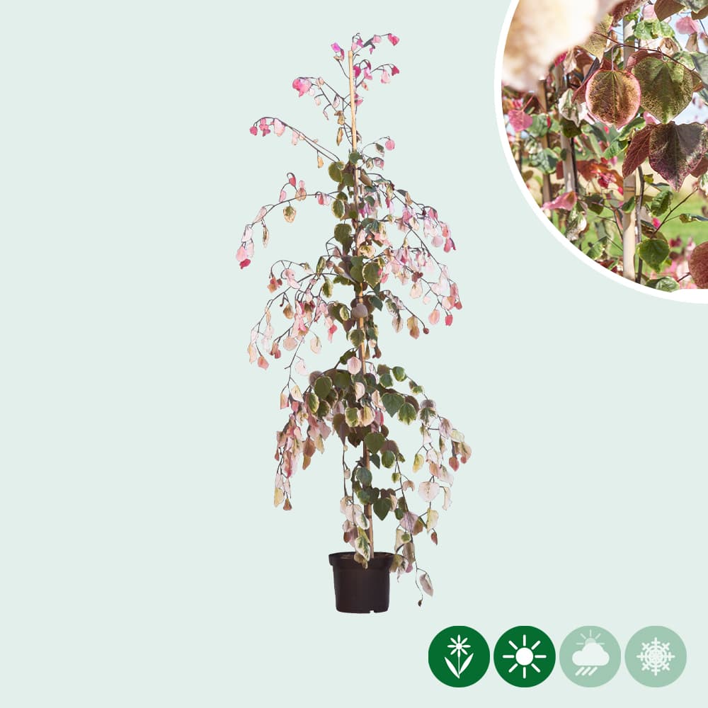 Judasbaum Carolina Sweetheart