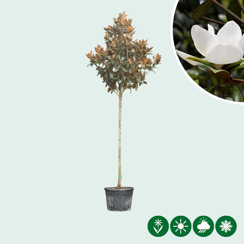 Magnolia grandiflora 2