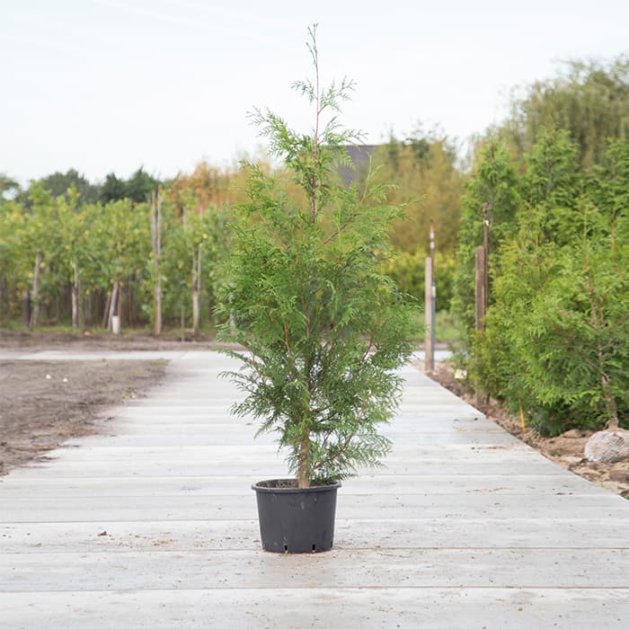 Thuja occidentalis 'Excelsa' 2