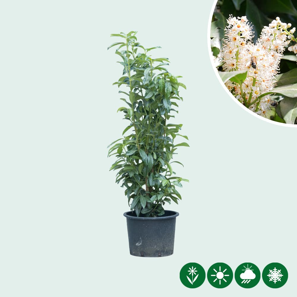 Kirschlorbeerhecke 'Genolia' 100 cm
