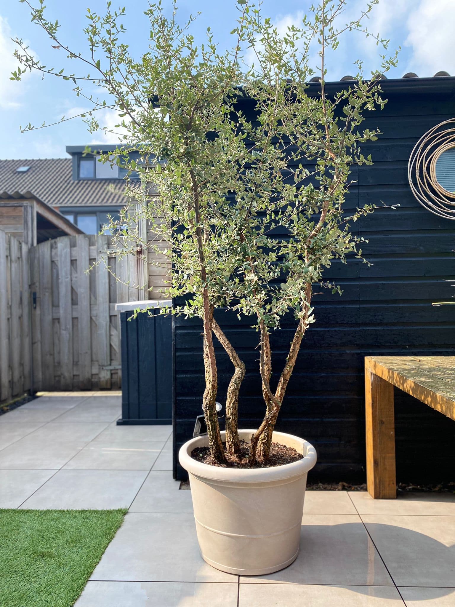 Korkeiche mehrstämmig