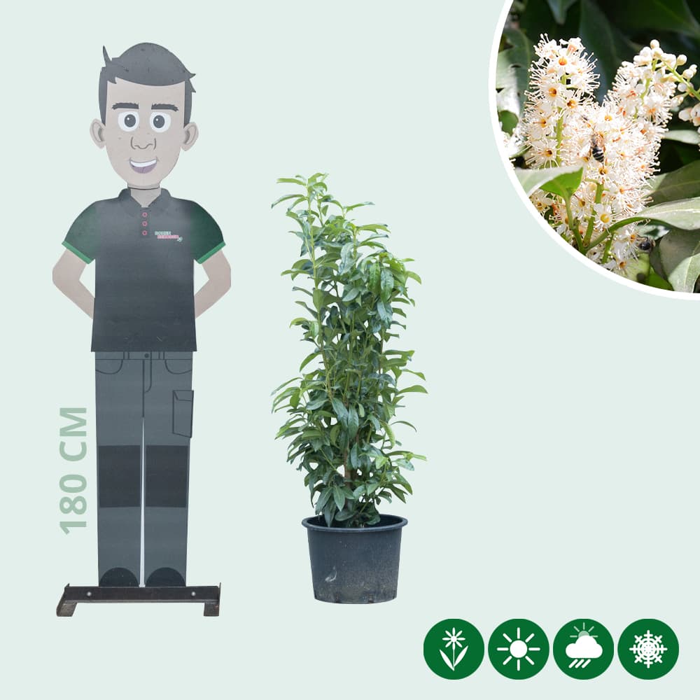 Kirschlorbeerhecke 'Genolia' 100 cm