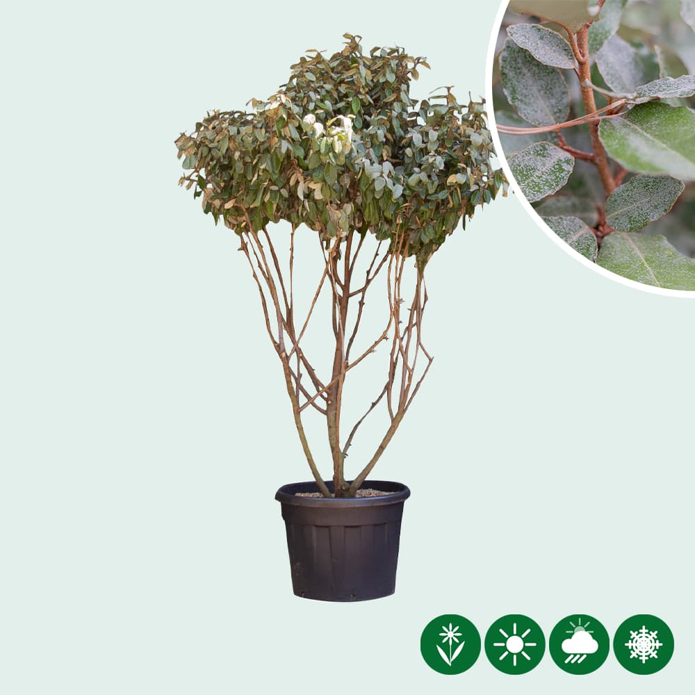 Ölweide mehrstämmig 2