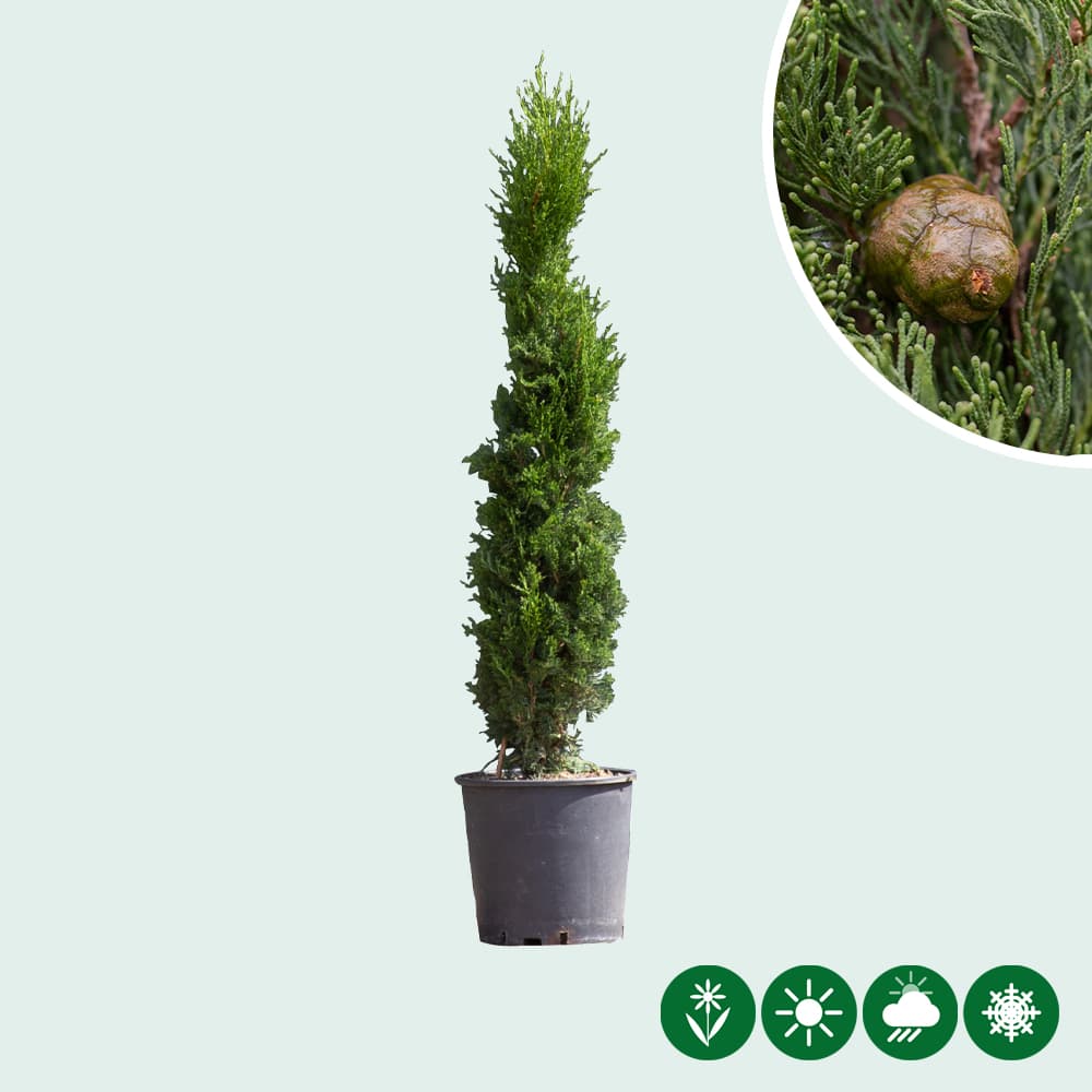 Italienische Zypresse