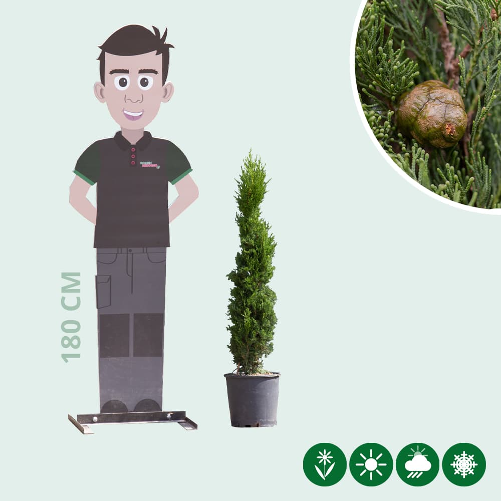 Italienische Zypresse