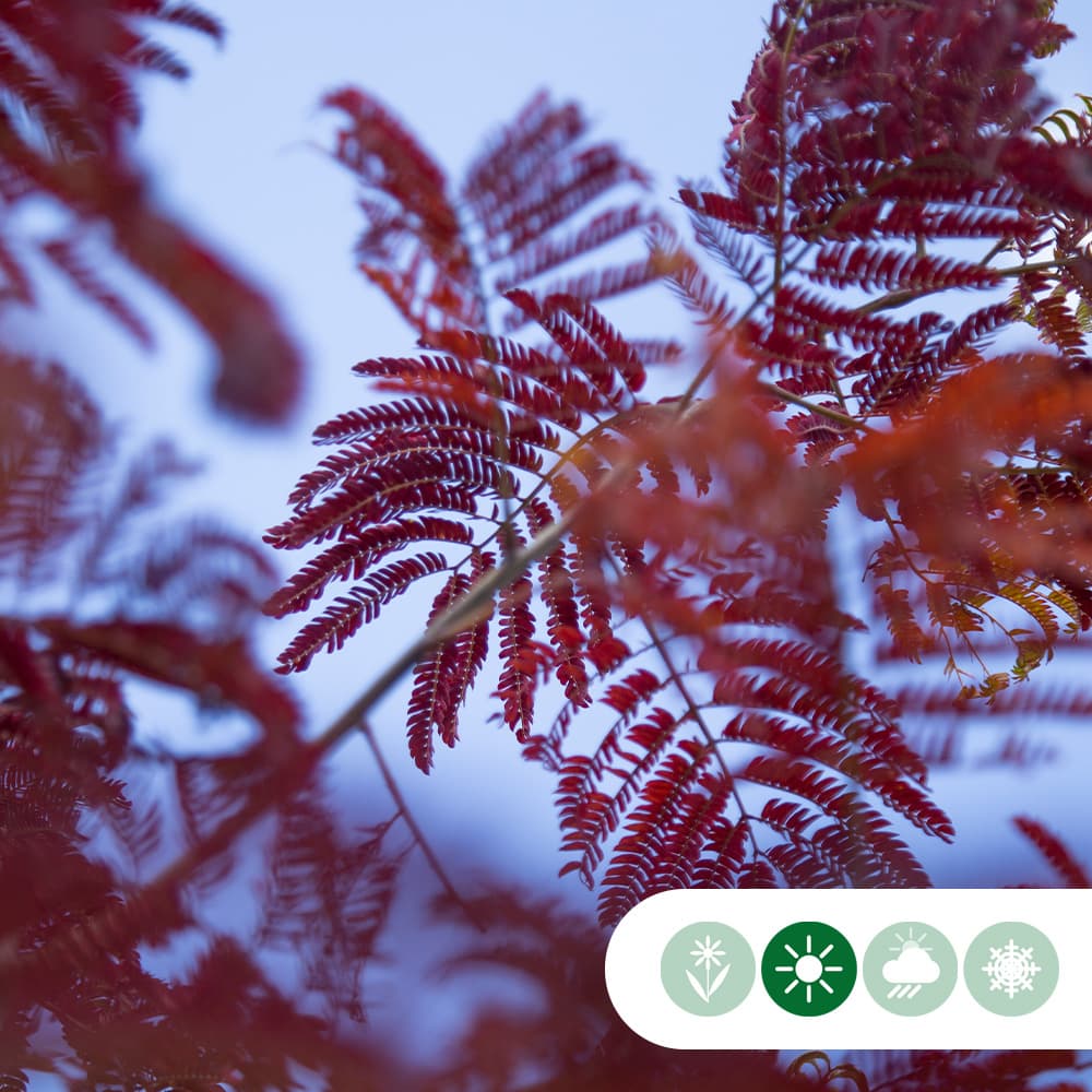 Roter Persischer Schlafbaum