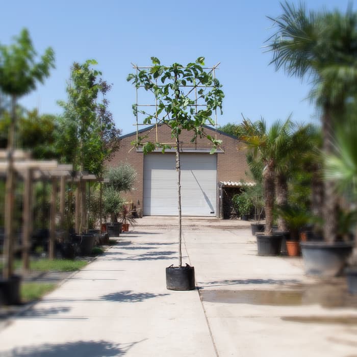 Magnolie Kobus Spalier