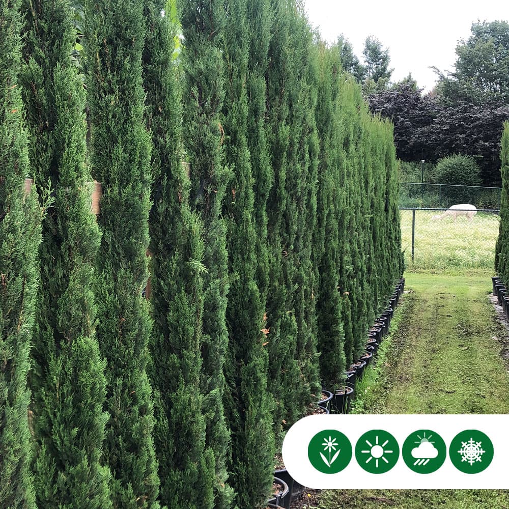 Italienische Zypresse