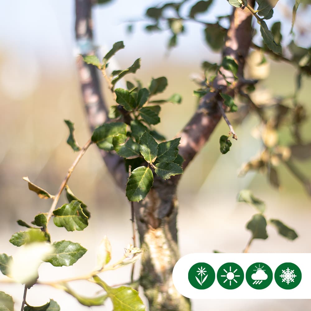 Korkeiche mehrstämmig