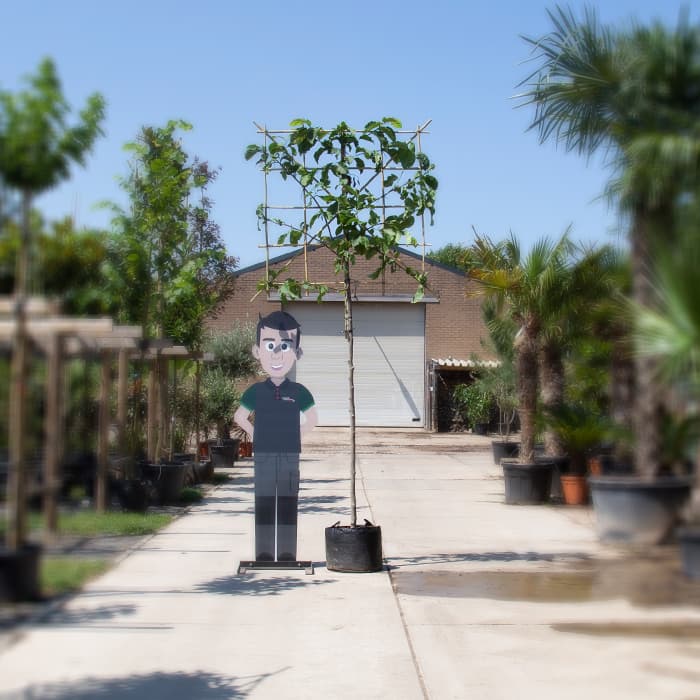 Magnolie Kobus als Spalier