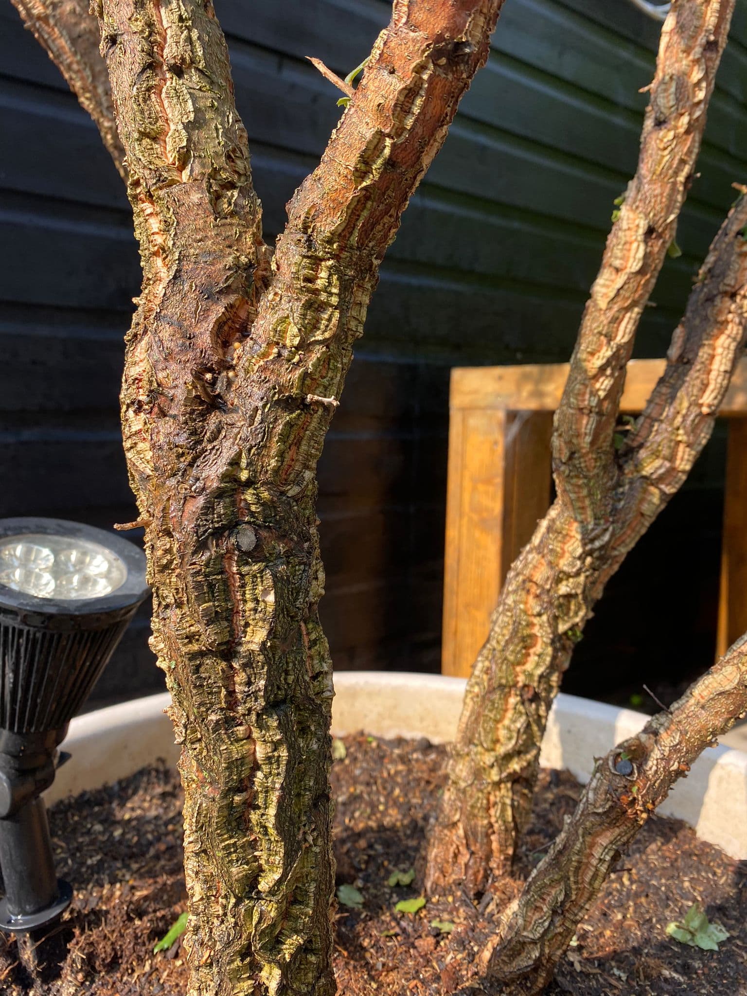 Korkeiche mehrstämmig