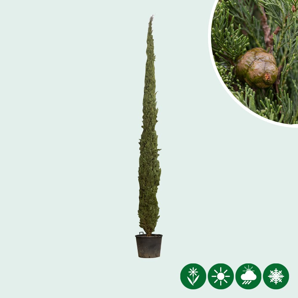 Italienische Zypressen 2