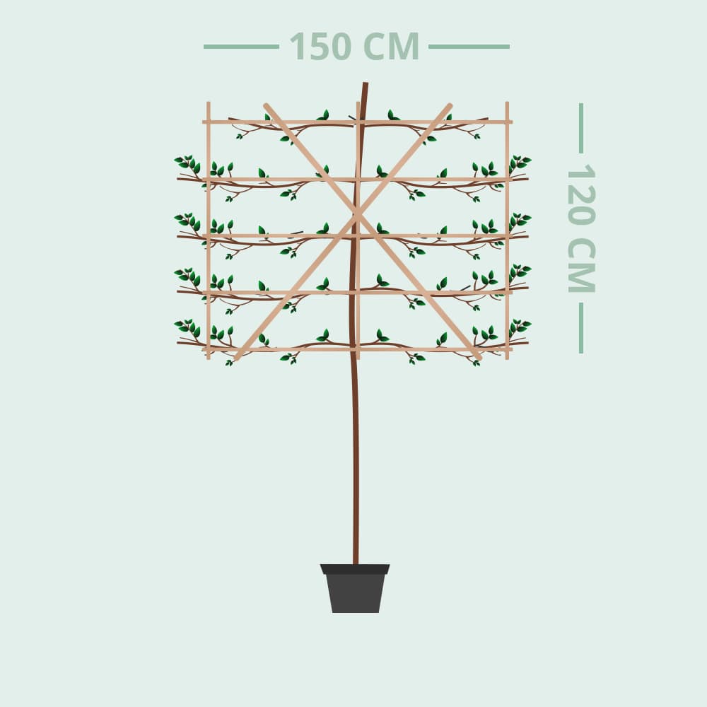 Orientalische Platane als Spalier