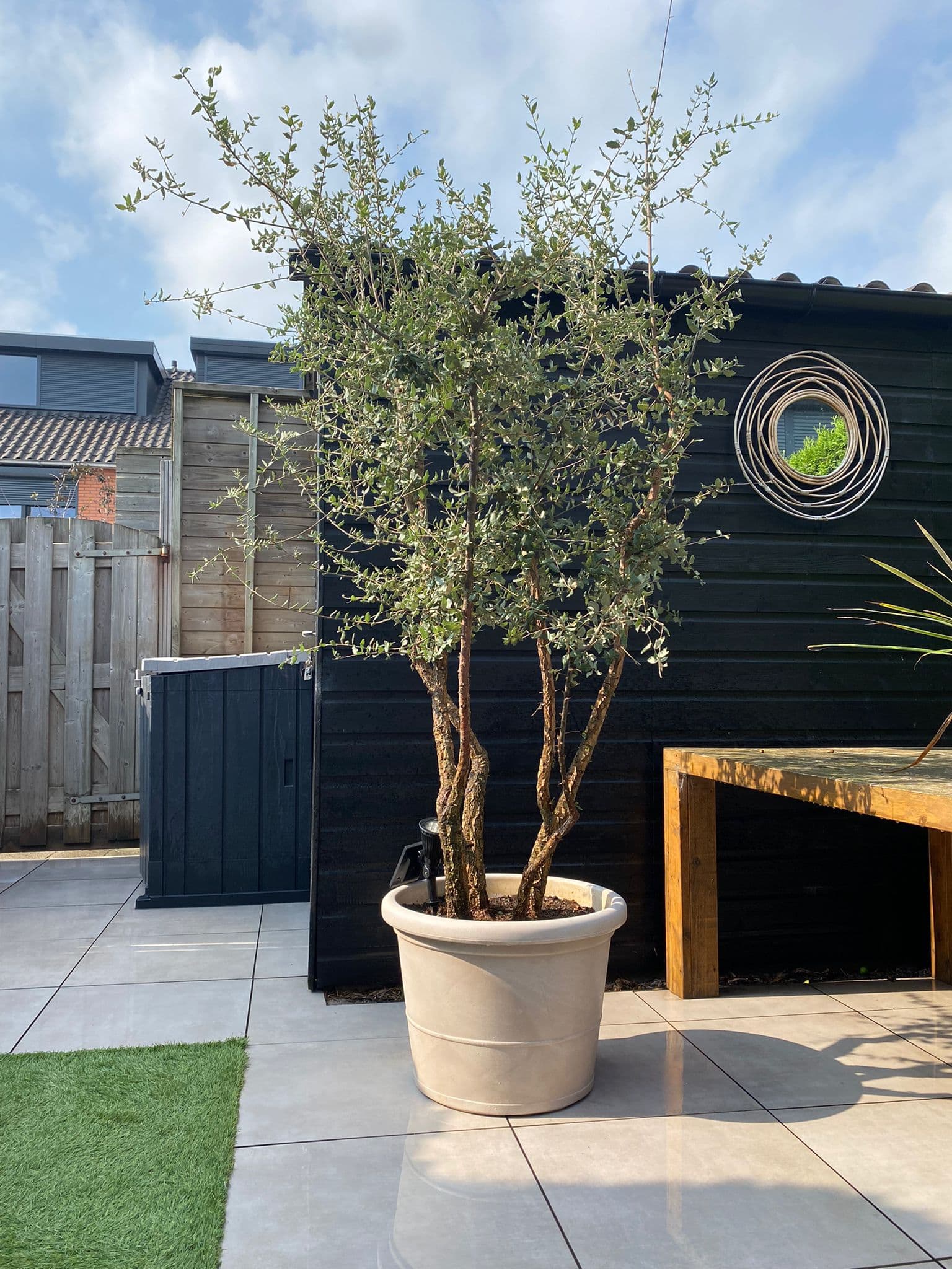 Korkeiche mehrstämmig