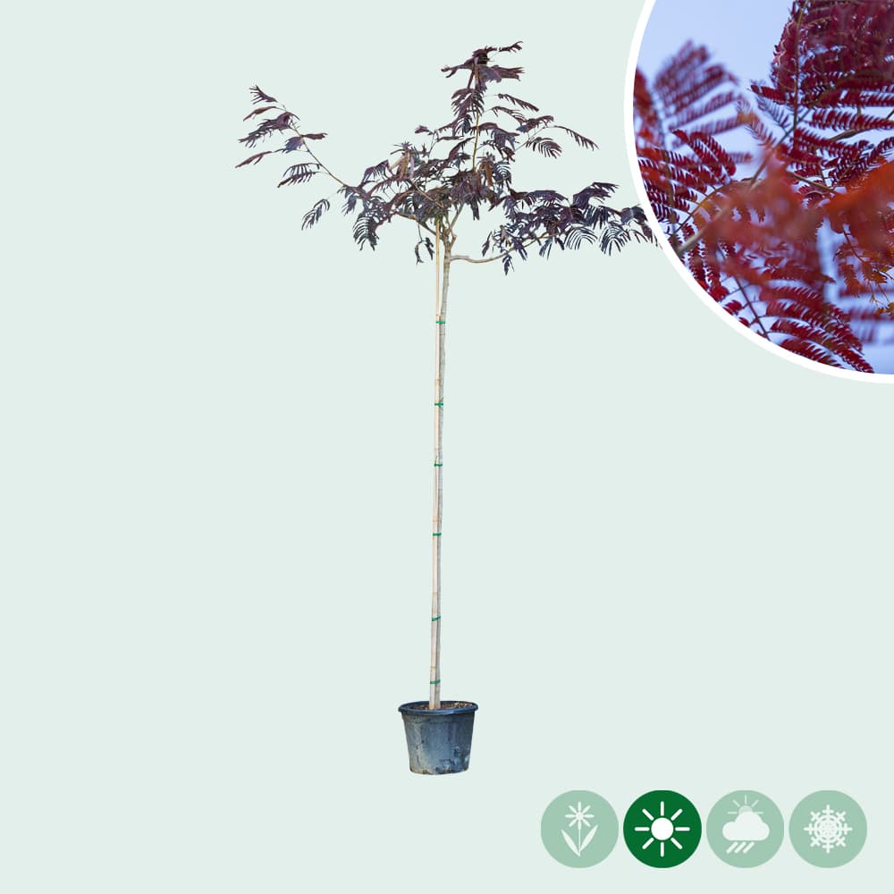 Roter Persischer Schlafbaum