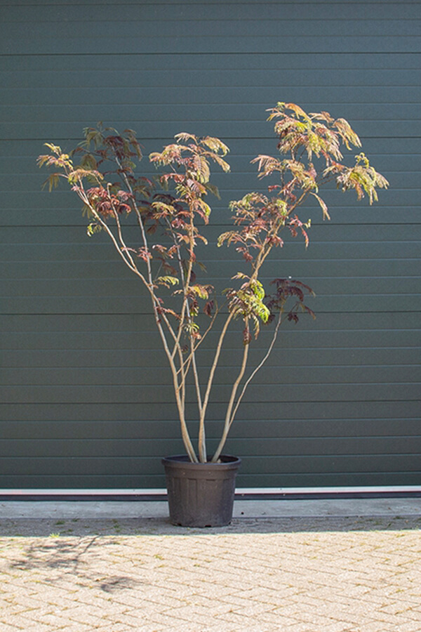 Albizia Julibrissin ‘Summer Chocolate’ / Roter Persischer Schlafbaum (Mehrstämmig)