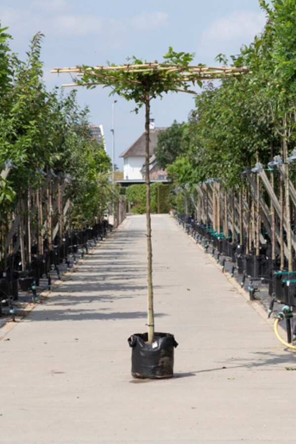 Carpinus Betulus / Dachhainbuche