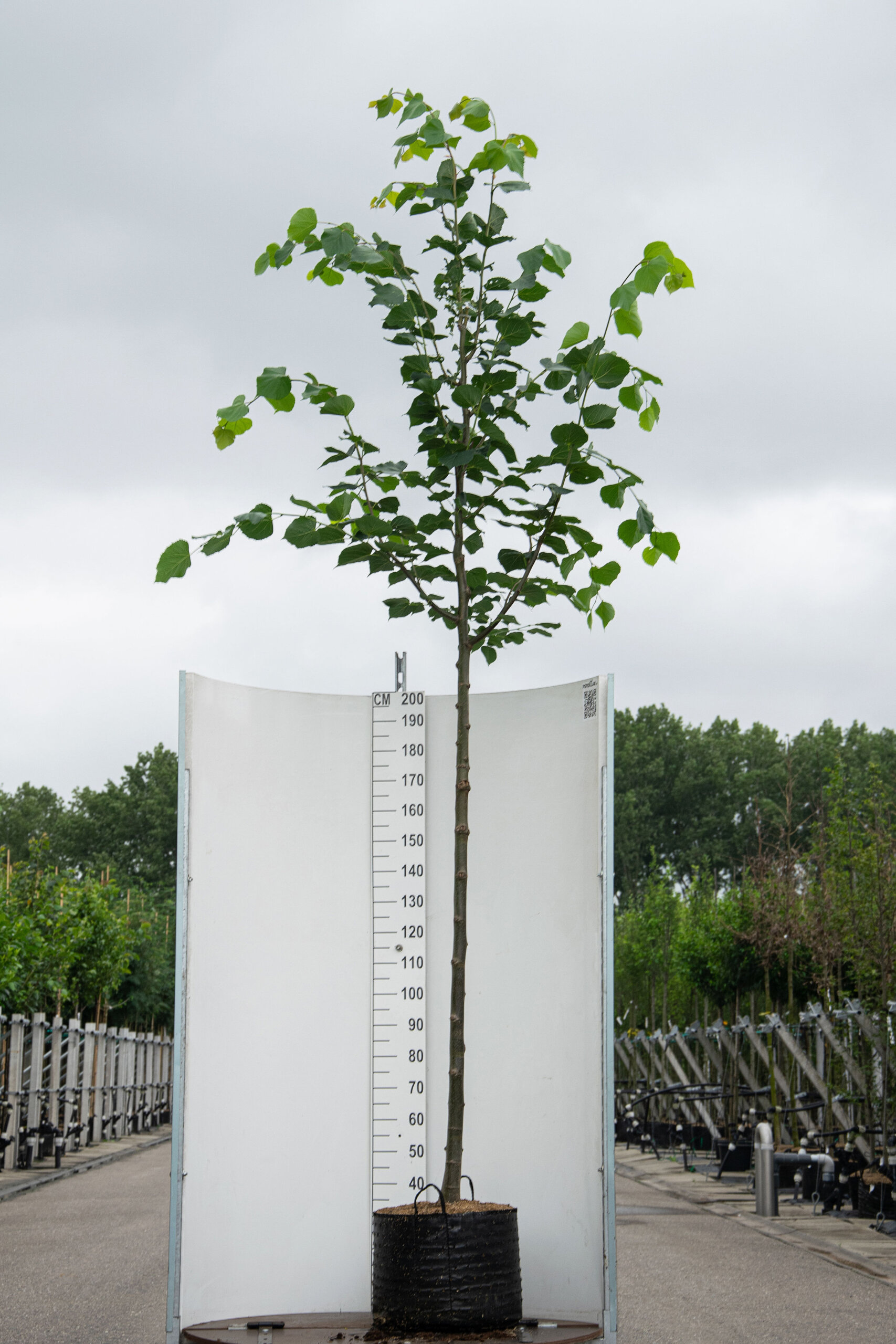 Tilia Europaea ‘Pallida’ / Kaiserlinde